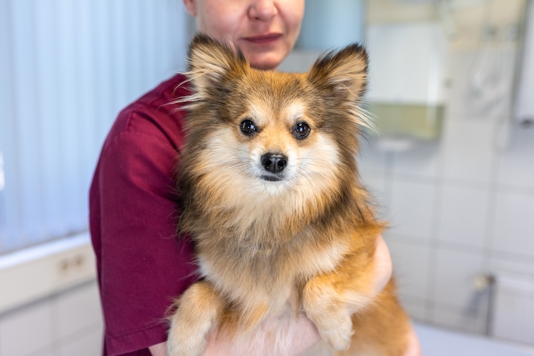 Kleintierpraxis Achim TFA mit Hund