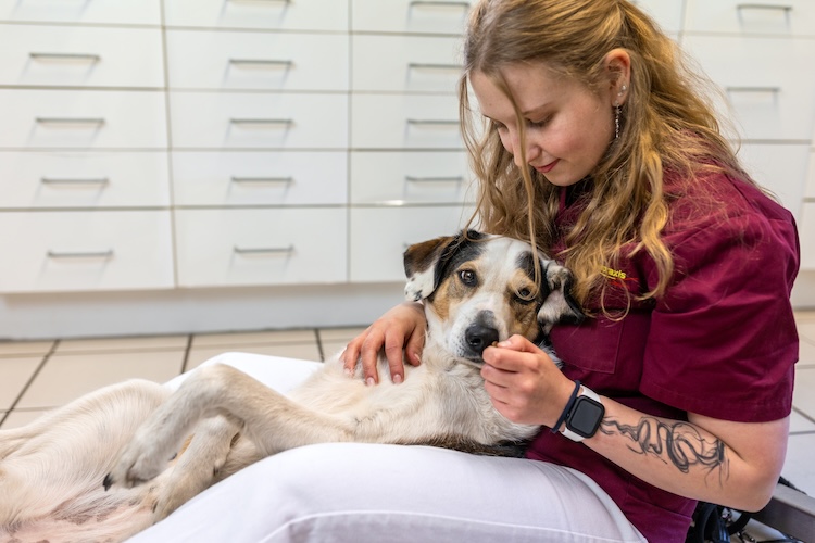 Kleintierpraxis Achim Tierliebe